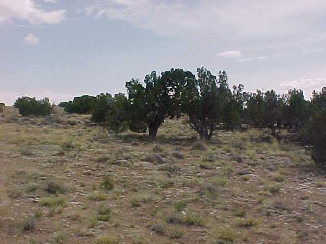 129 River Springs Ranch St. Johns, AZ 85936 - Photo 2 of 5
