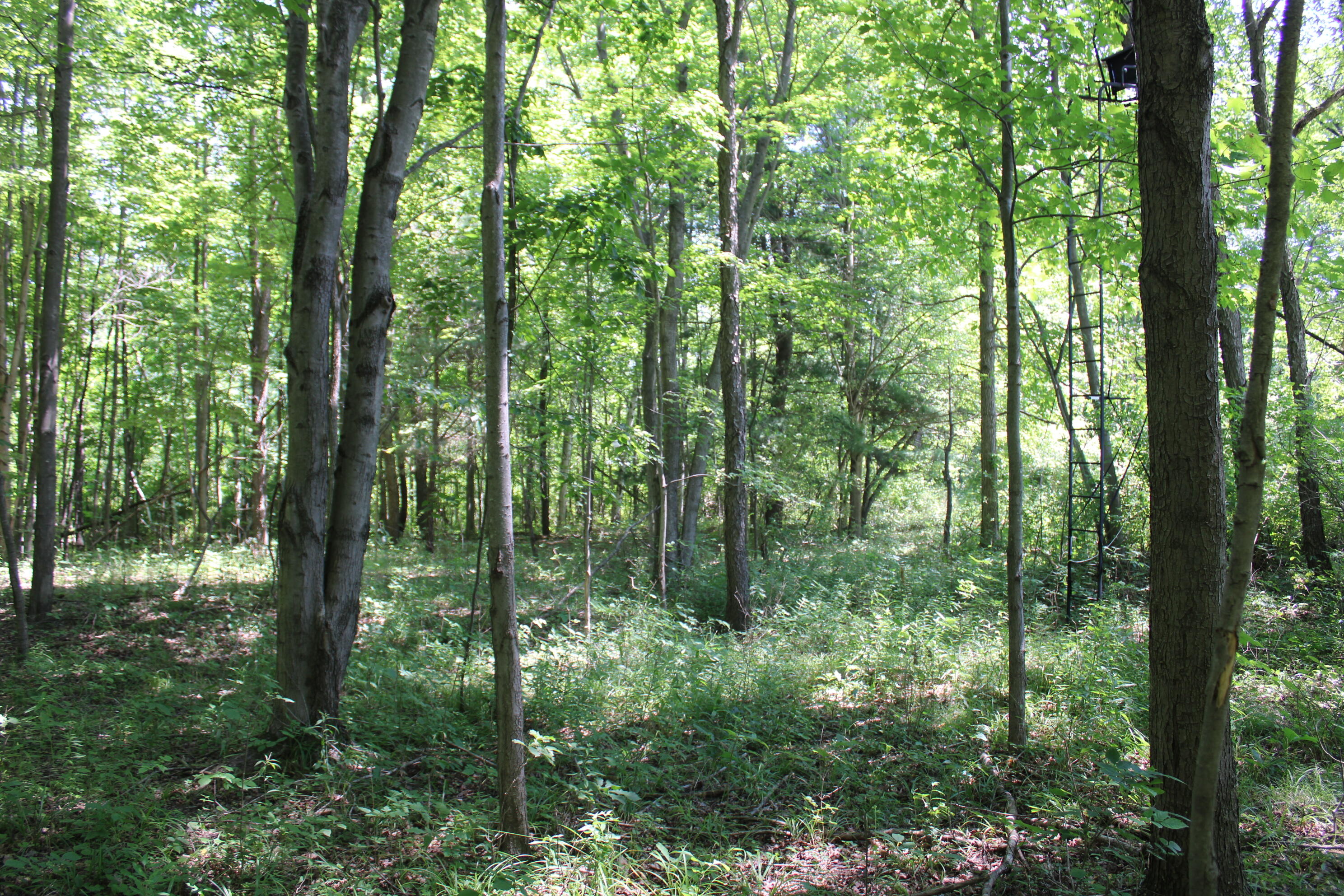 -vl Brown Road Vassar, MI 48768 - Photo 26 of 31 IMG_6086
