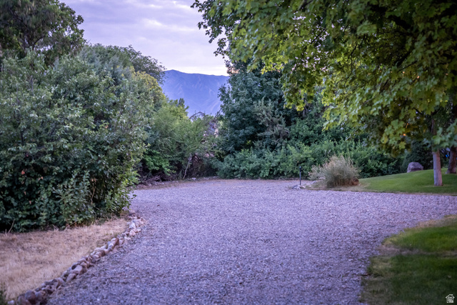 435 Canyon Road Millville, UT 84326 - Photo 95 of 113 Gravel driveway surrounded by mature trees and natural landscaping