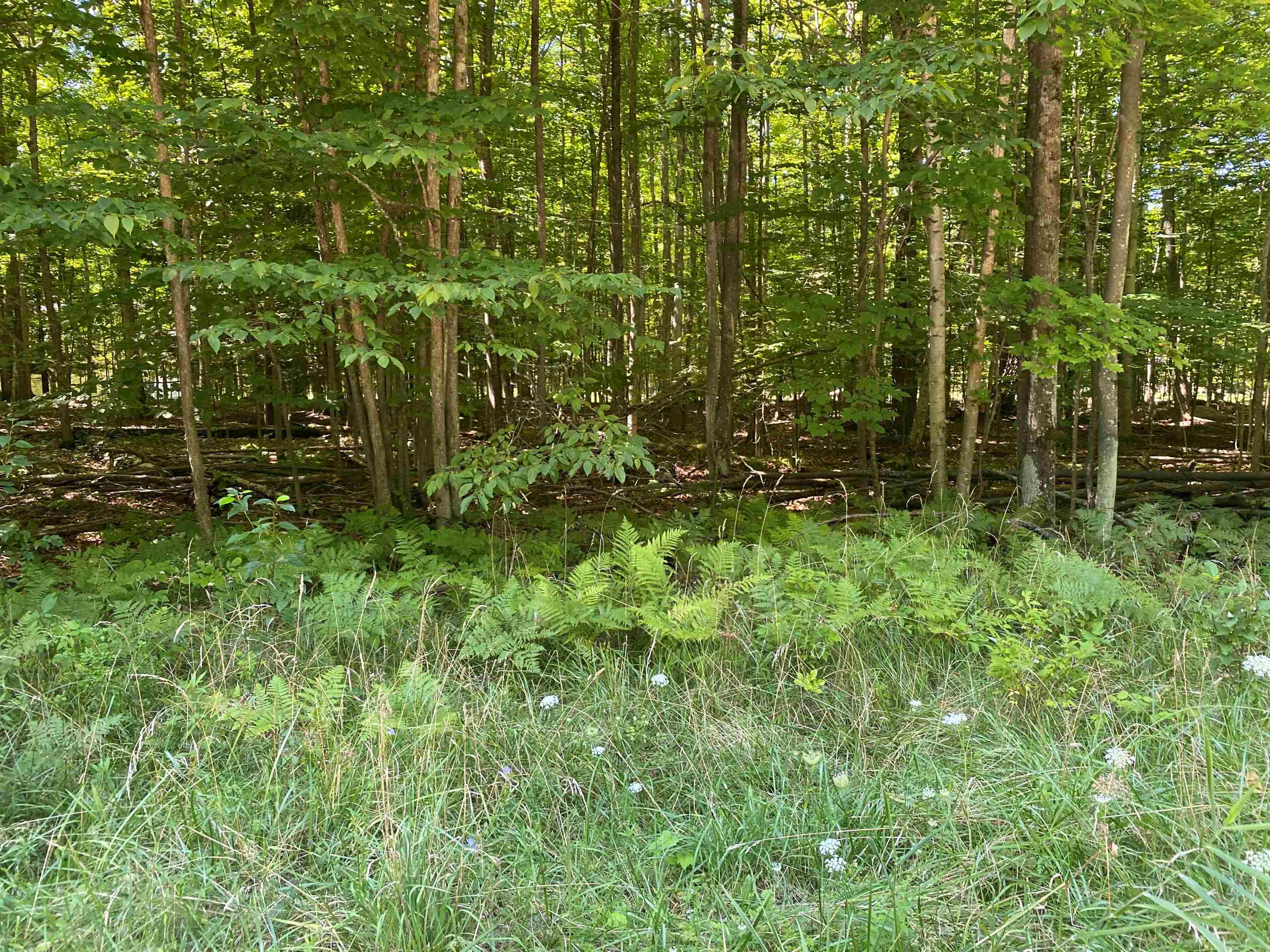 0 Hjelte Road Kewadin, MI 49648 - Photo 6 of 6