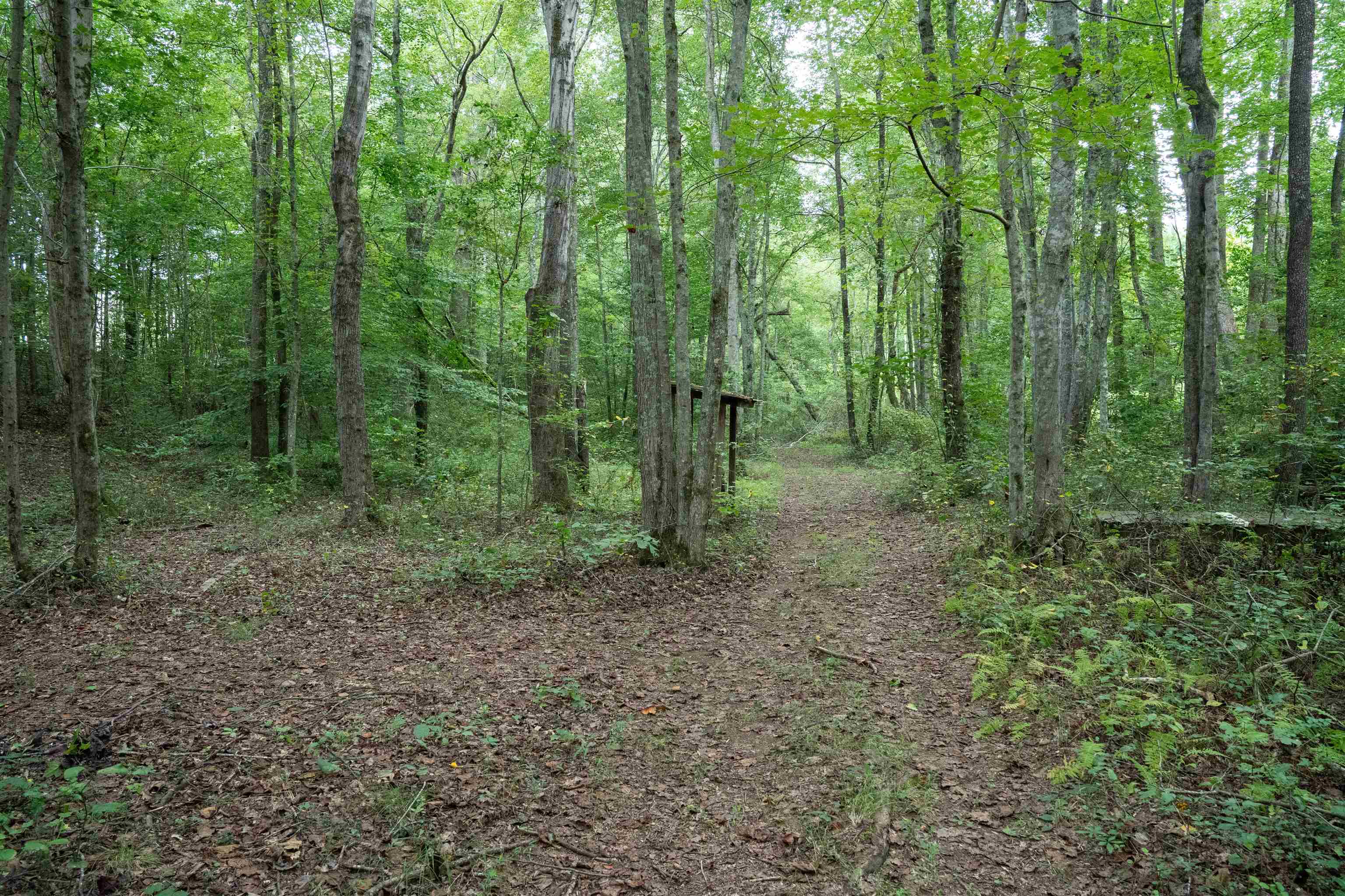 4988 Highway 14 Landrum, SC 29356 - Photo 40 of 43