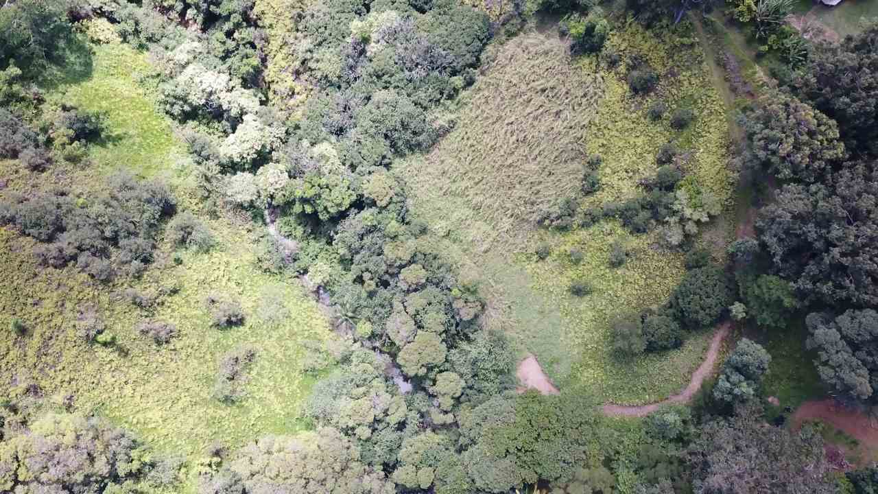 471 A Ulumalu Road, Unit A Haiku, HI 96708 - Photo 6 of 18 a view of a forest with a dry yard