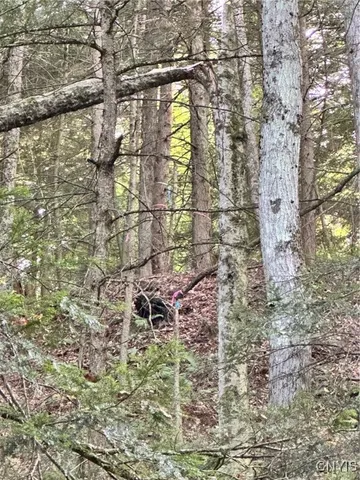 $45,000 | 0 Newport Road, Utica, NY 13502