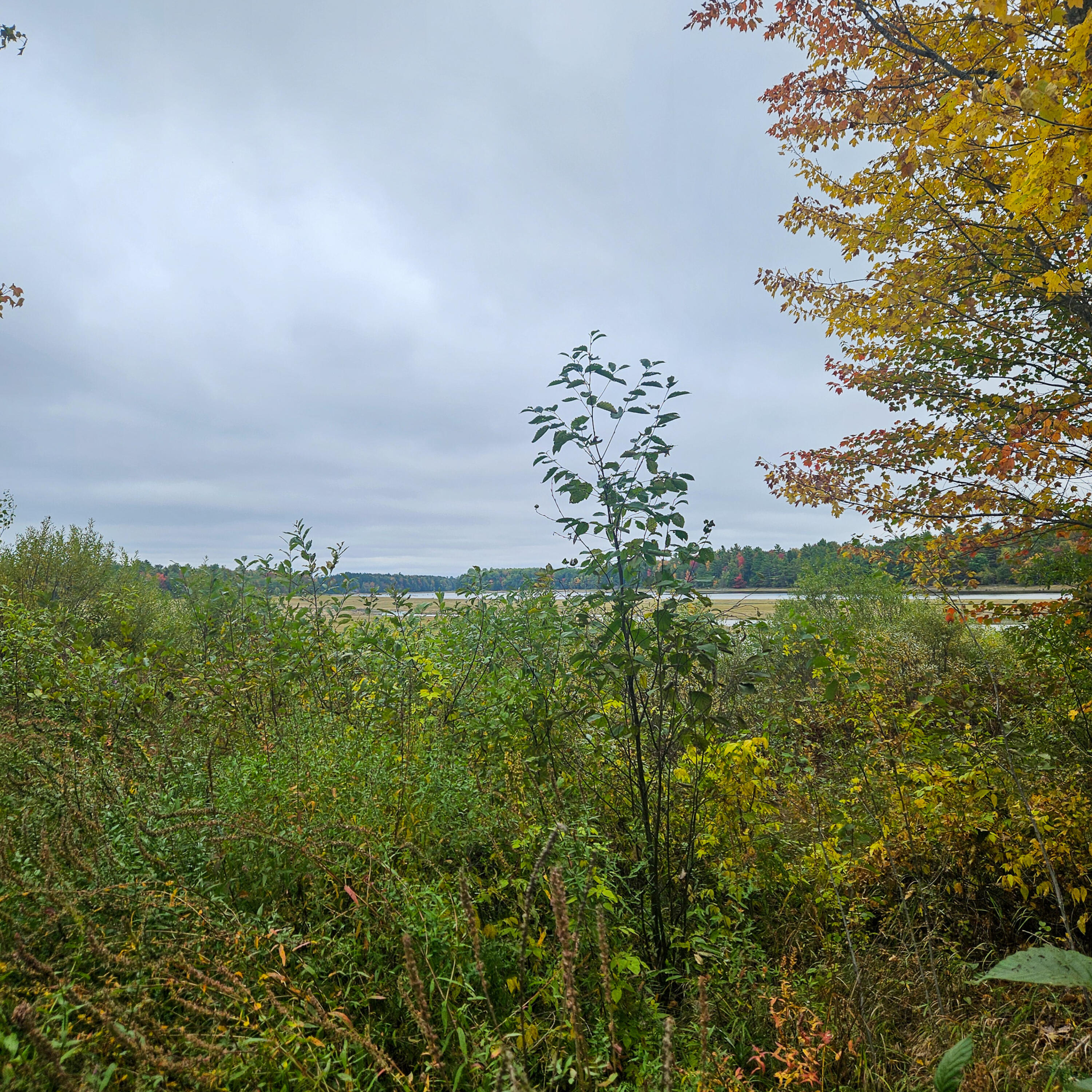 206 Morrison Farm Road Mariaville, ME 04605 - Photo 9 of 28 20250924_105459