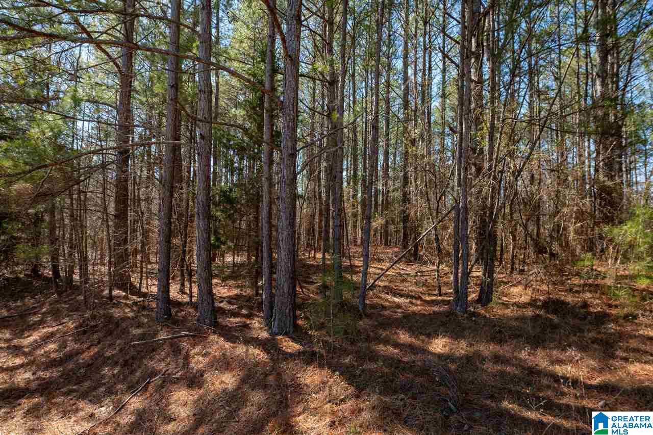 539 Jim Bagwell Road Empire, AL 35063 - Photo 22 of 35 Gallery Image 22
