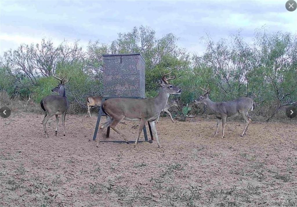 0 Private Road Encino, TX 78353 - Photo 13 of 16 a view of a chairs and table in the back yard