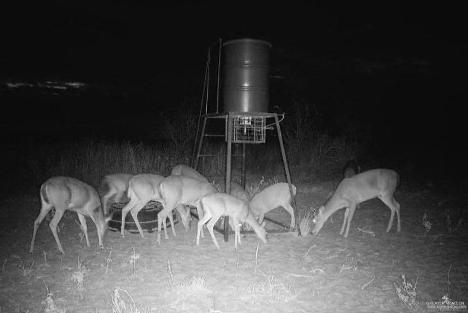 0 Private Road Encino, TX 78353 - Photo 16 of 16