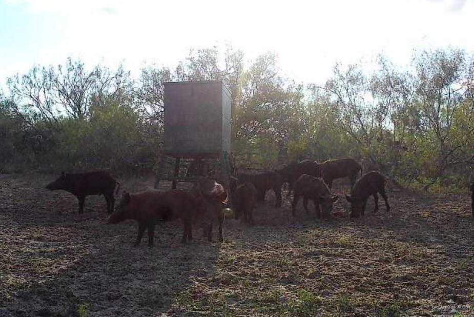 0 Private Road Encino, TX 78353 - Photo 8 of 16 a view of a chairs and table in a yard