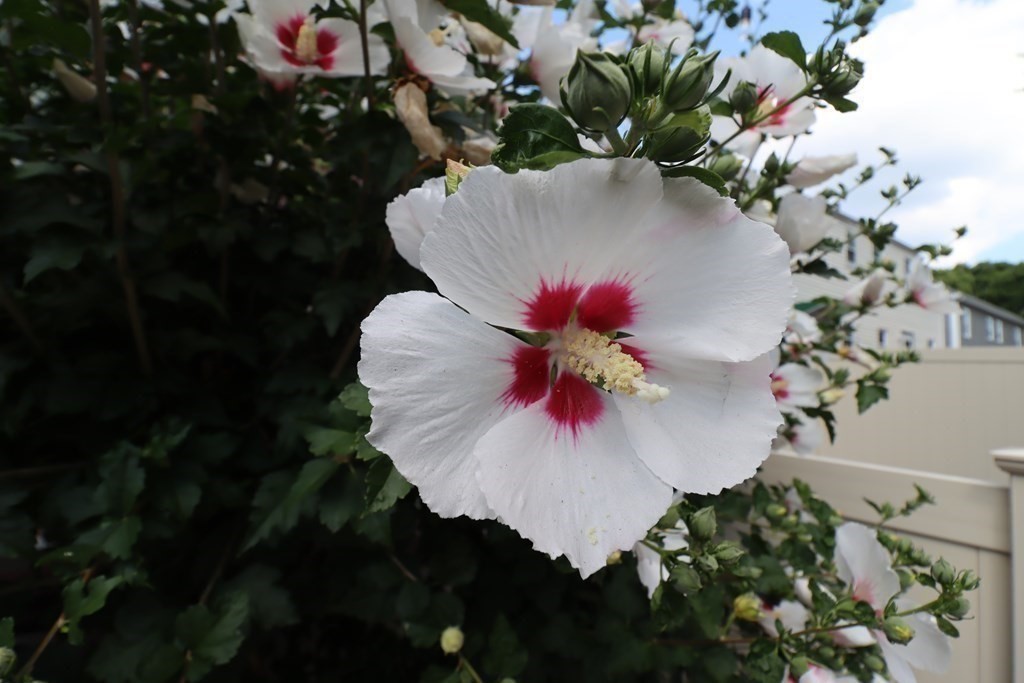 31 Longview Way Peabody, MA 01960 - Photo 31 of 42 a view of a flower in a yard