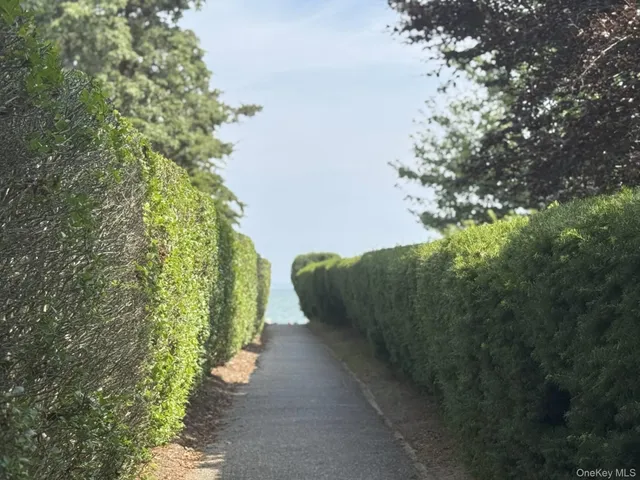 a view of a yard with plants and large trees