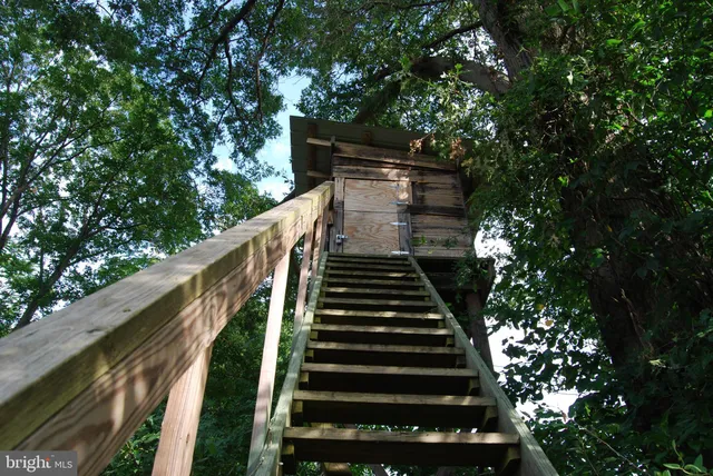 a view of a backyard with large trees