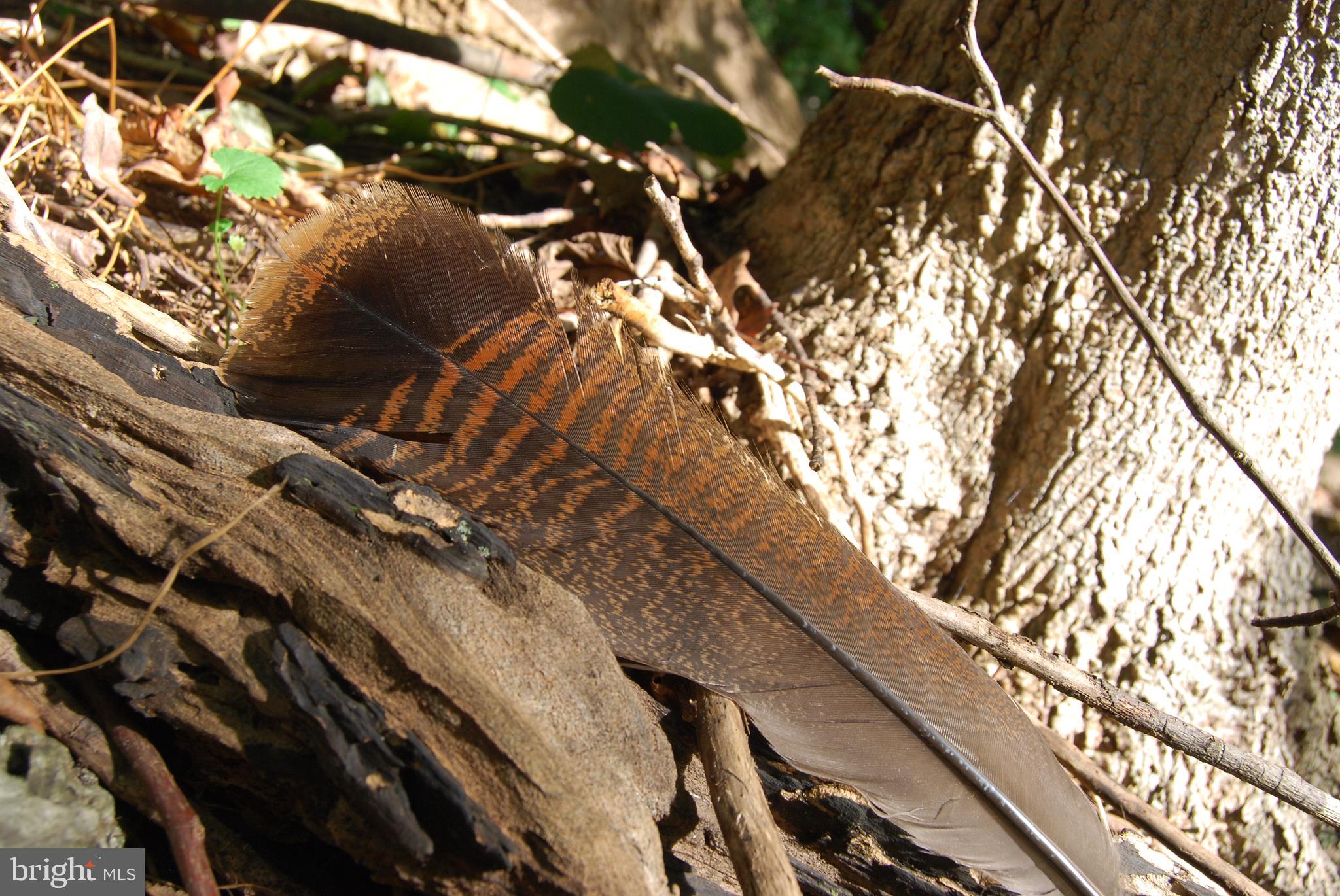 2251 Householder Road Hedgesville, WV 25427 - Photo 12 of 65