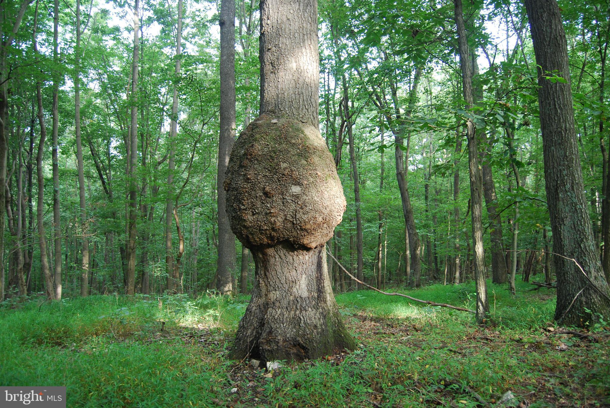 2251 Householder Road Hedgesville, WV 25427 - Photo 15 of 65 a garden view with a fountain