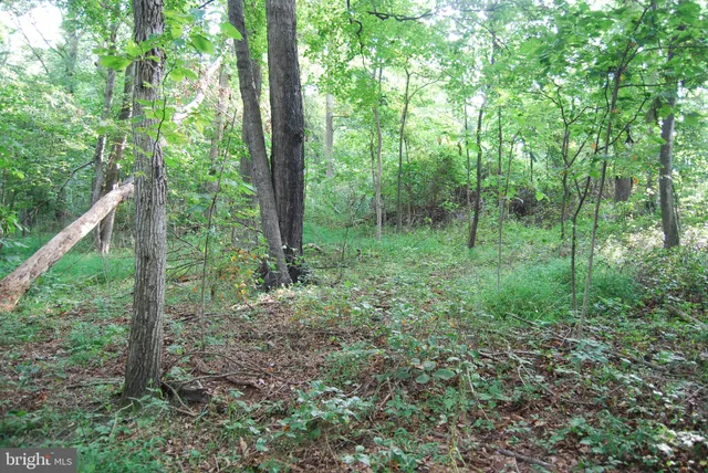 a view of a forest with trees
