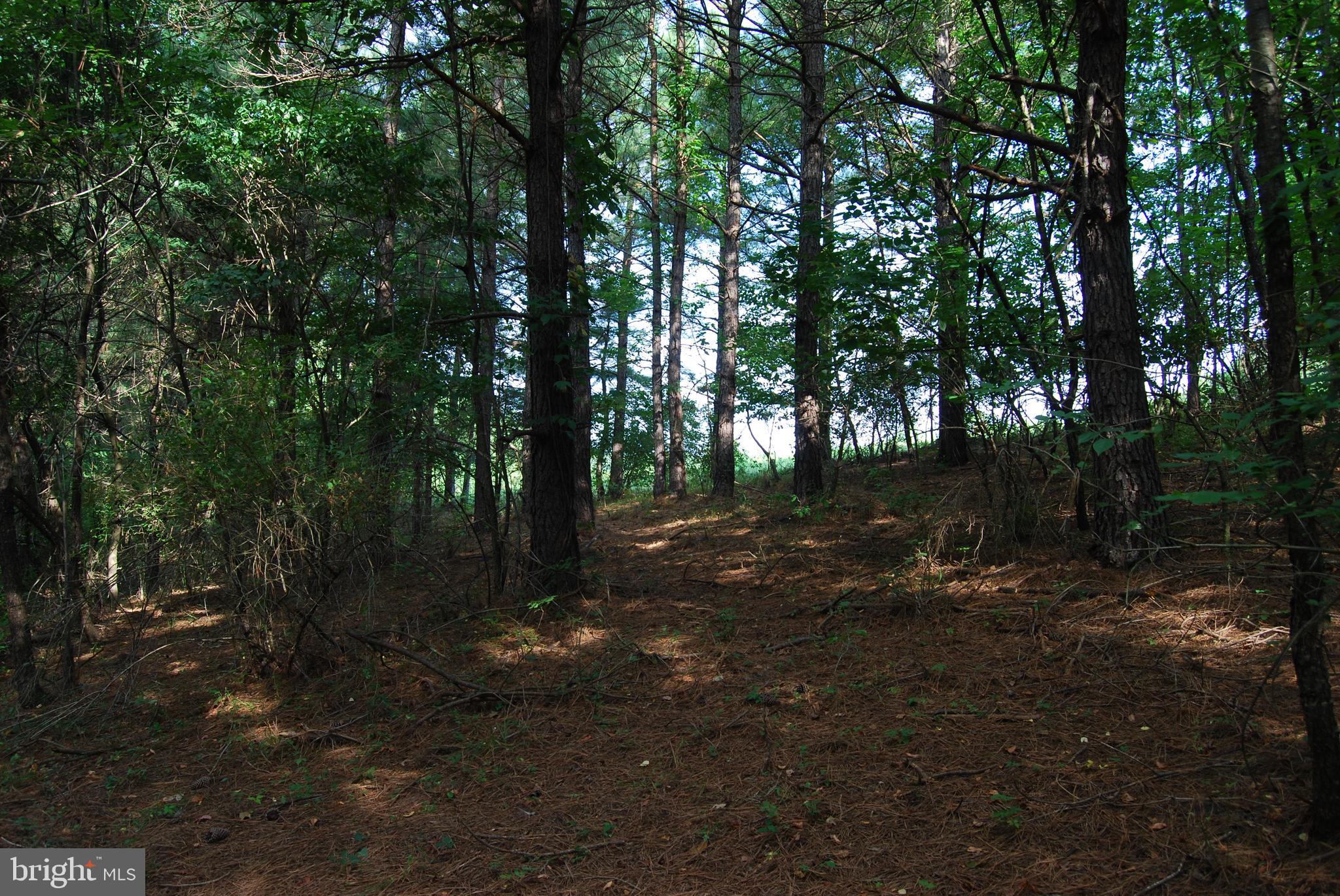 2251 Householder Road Hedgesville, WV 25427 - Photo 20 of 65 a view of a forest with trees in the background
