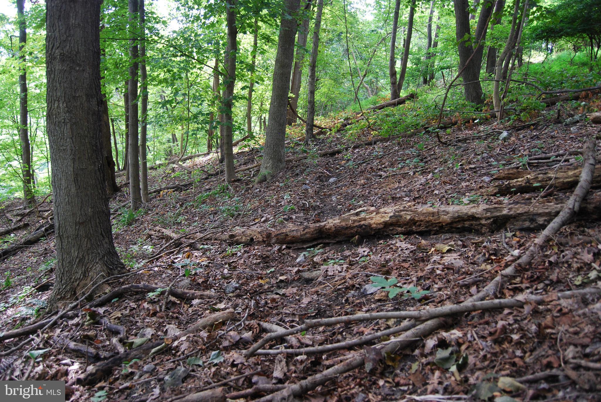 2251 Householder Road Hedgesville, WV 25427 - Photo 21 of 65 a view of a forest with trees
