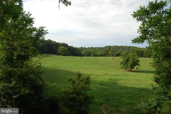 a view of a lush green forest