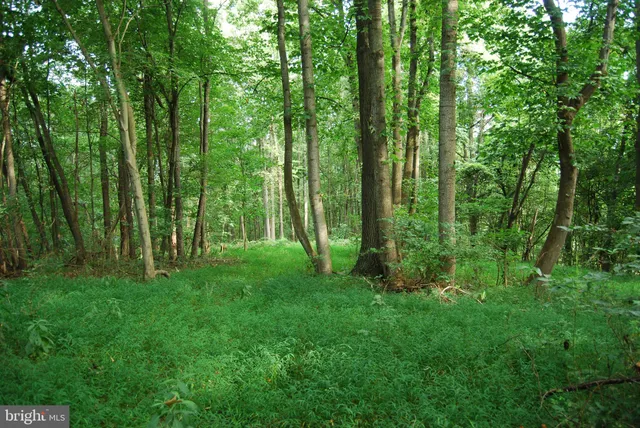 a view of a big yard with large trees