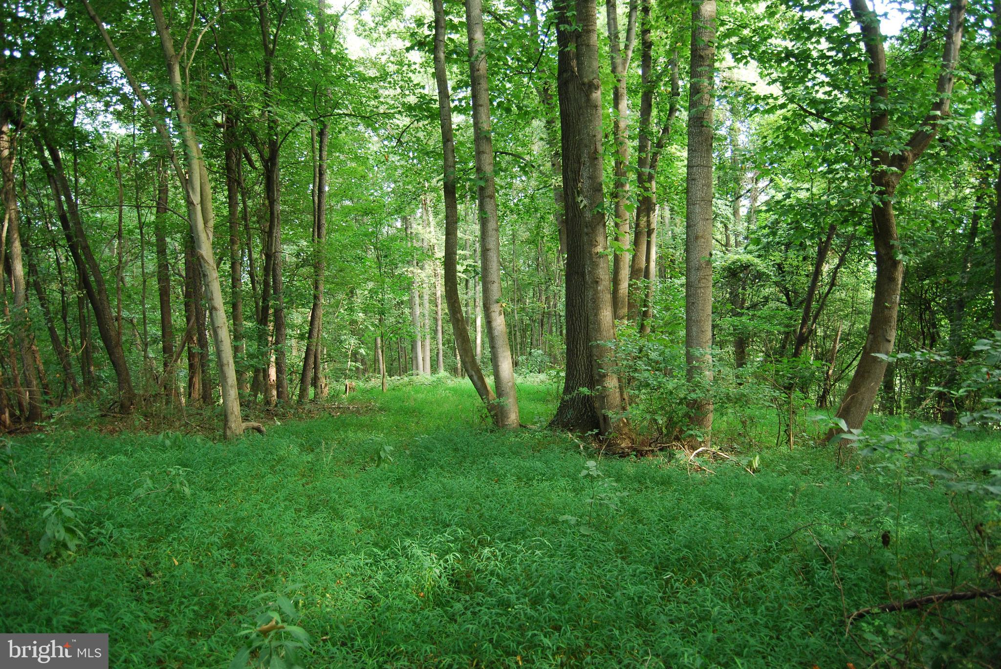 2251 Householder Road Hedgesville, WV 25427 - Photo 30 of 65 a view of a lush green forest