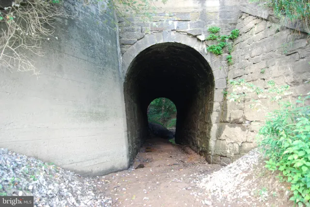 a view of a lush green forest