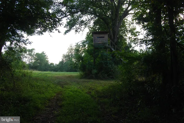 a view of a lush green forest