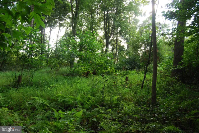a view of a forest with trees in the background