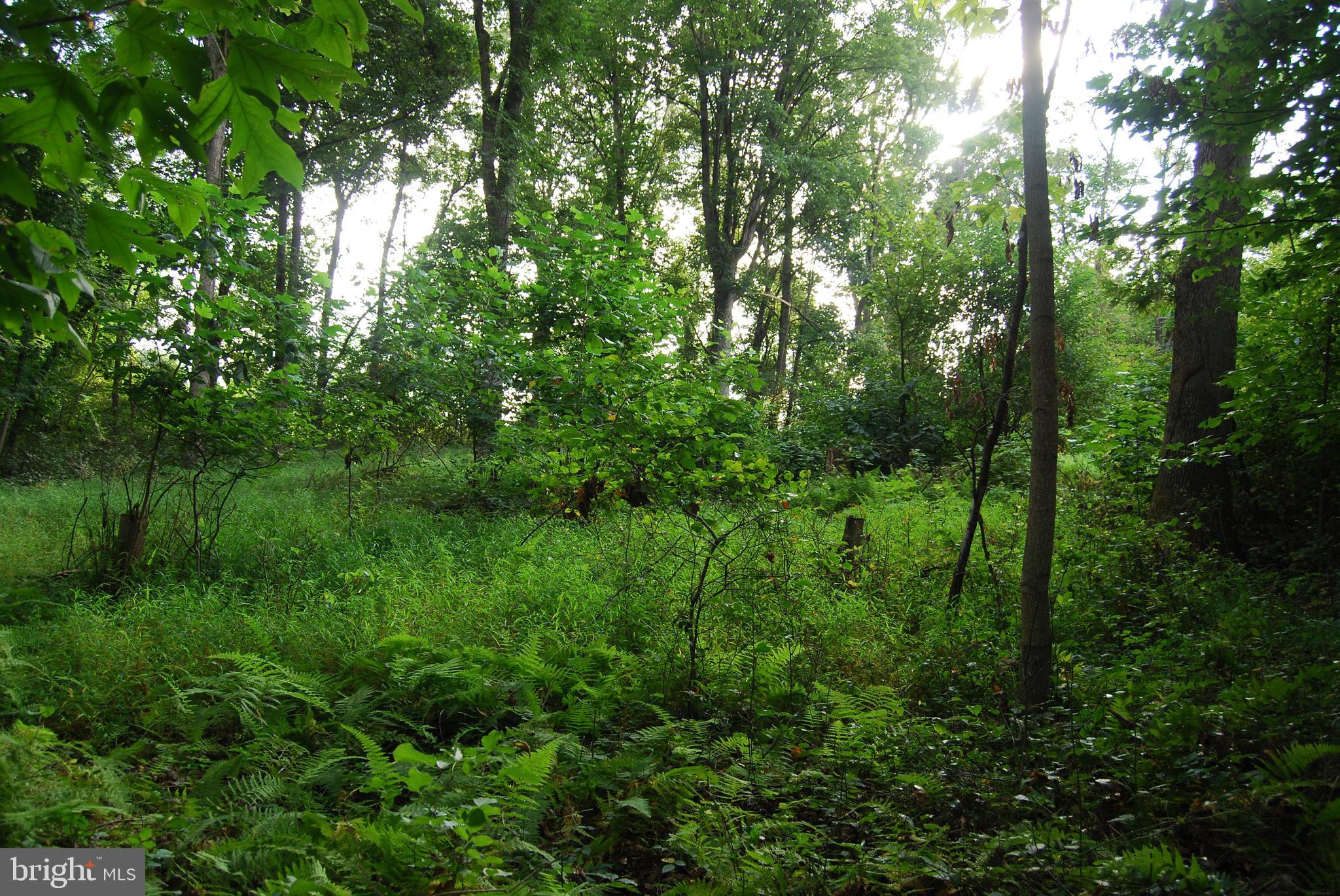 2251 Householder Road Hedgesville, WV 25427 - Photo 40 of 65 a view of a lush green forest with trees in the background