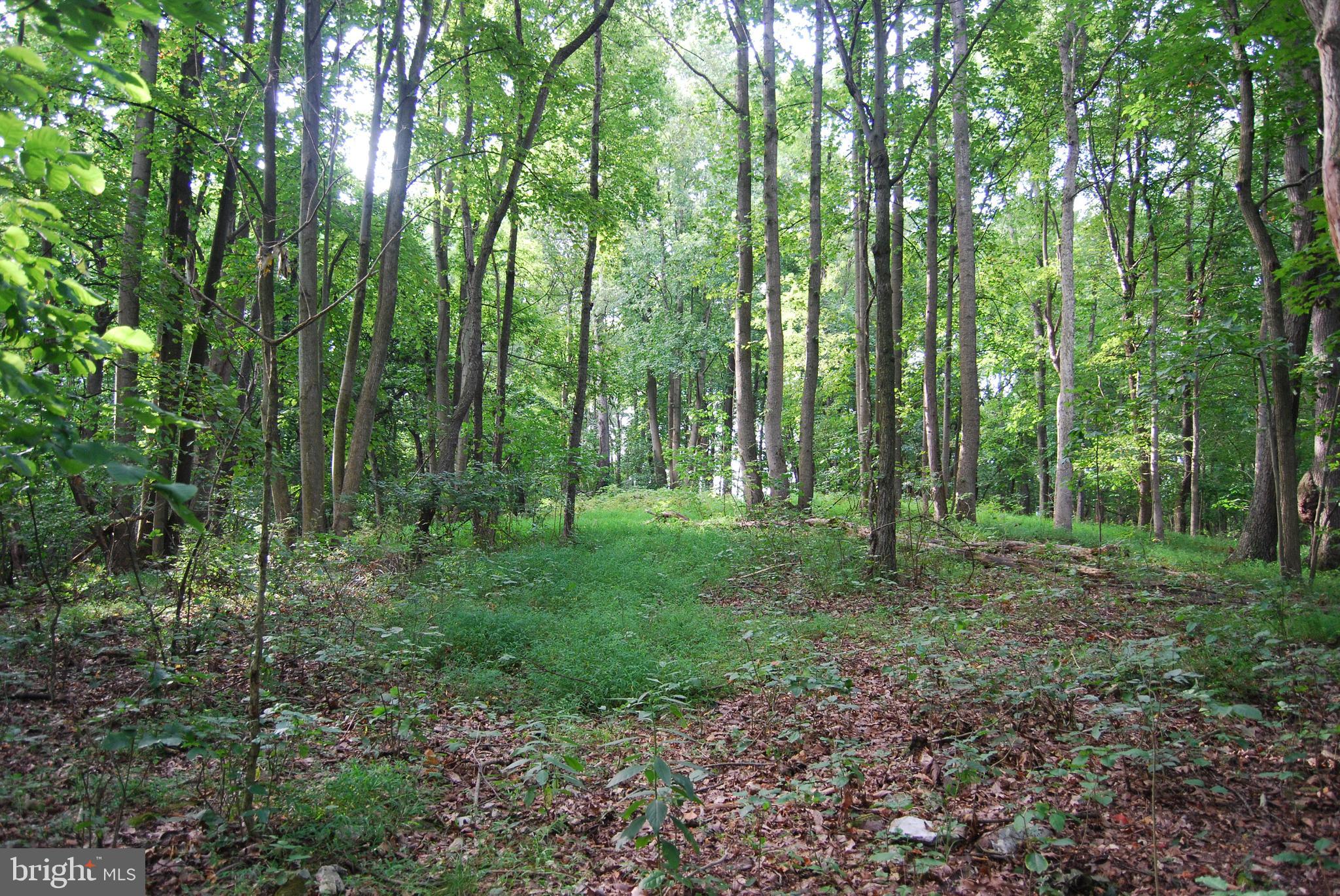 2251 Householder Road Hedgesville, WV 25427 - Photo 41 of 65 a view of a lush green forest