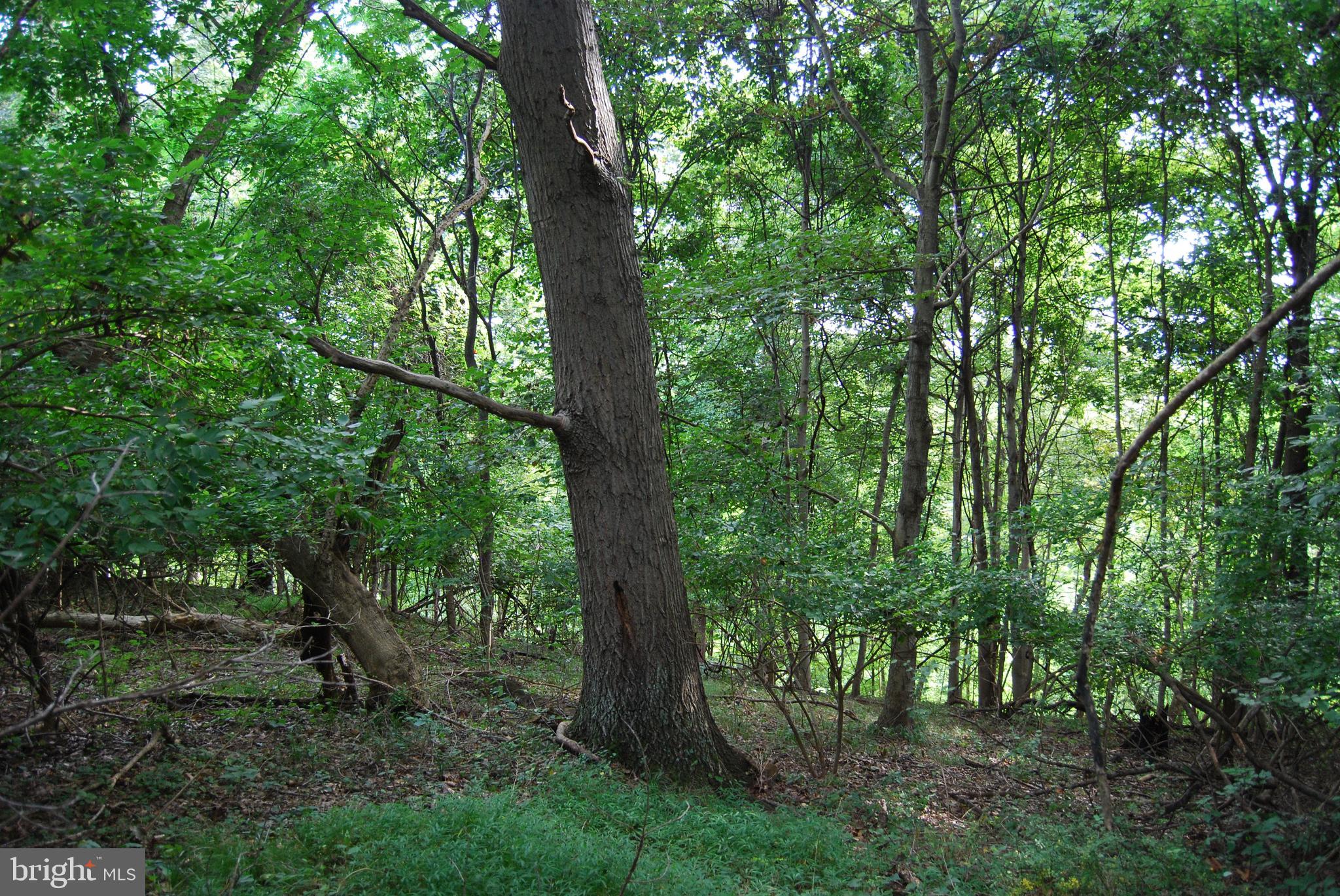 2251 Householder Road Hedgesville, WV 25427 - Photo 42 of 65 a view of a lush green forest