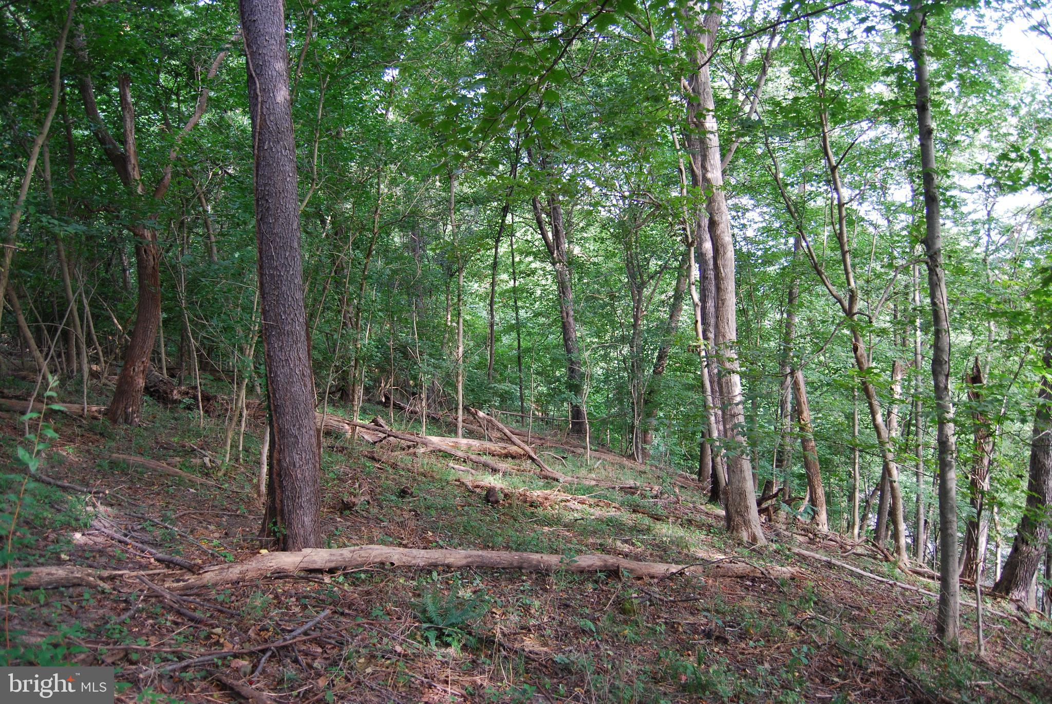 2251 Householder Road Hedgesville, WV 25427 - Photo 43 of 65 a view of a forest
