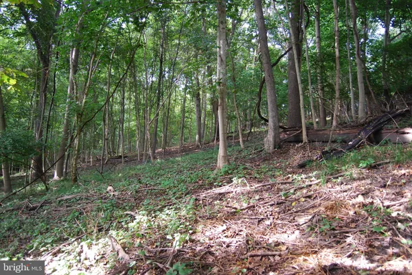 a view of a bunch of trees and bushes