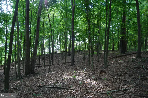 a view of a lush green forest