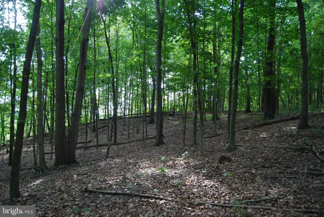 a view of a lush green forest