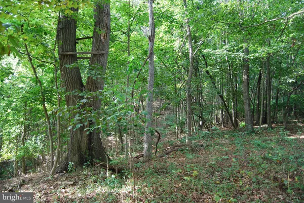 a view of a yard