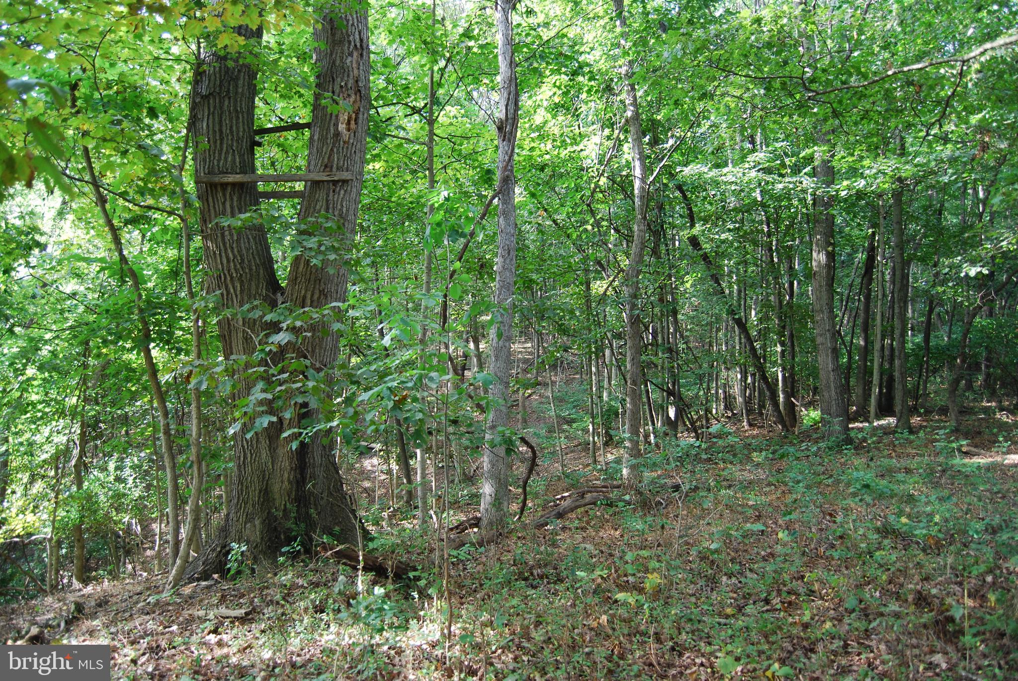 2251 Householder Road Hedgesville, WV 25427 - Photo 46 of 65 a green field with lots of trees