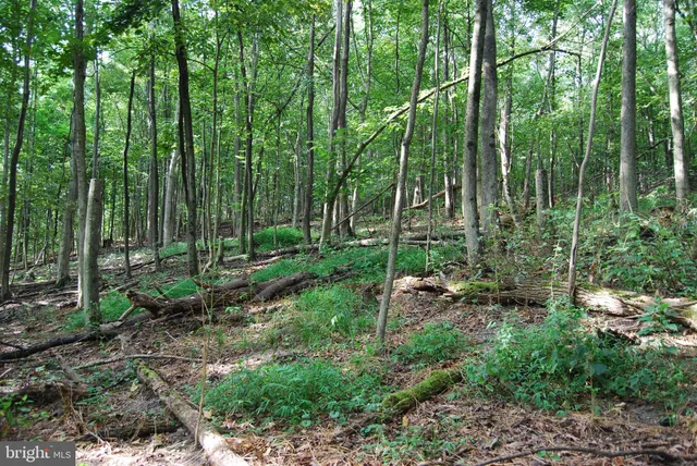 a view of outdoor space with trees all around