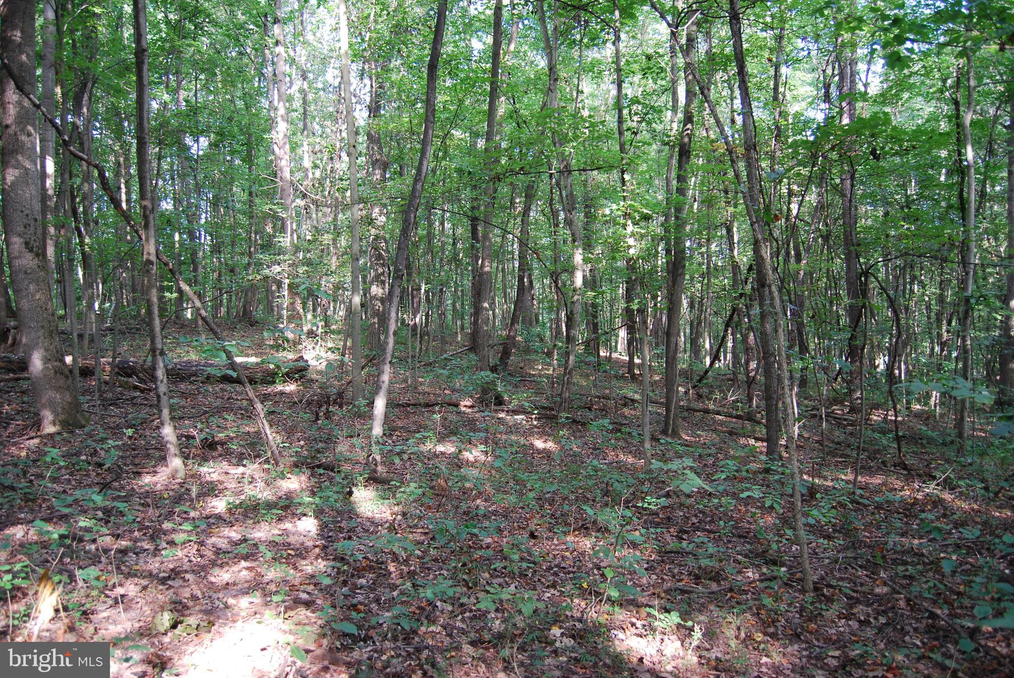 2251 Householder Road Hedgesville, WV 25427 - Photo 48 of 65 a backyard of a house with lots of green space