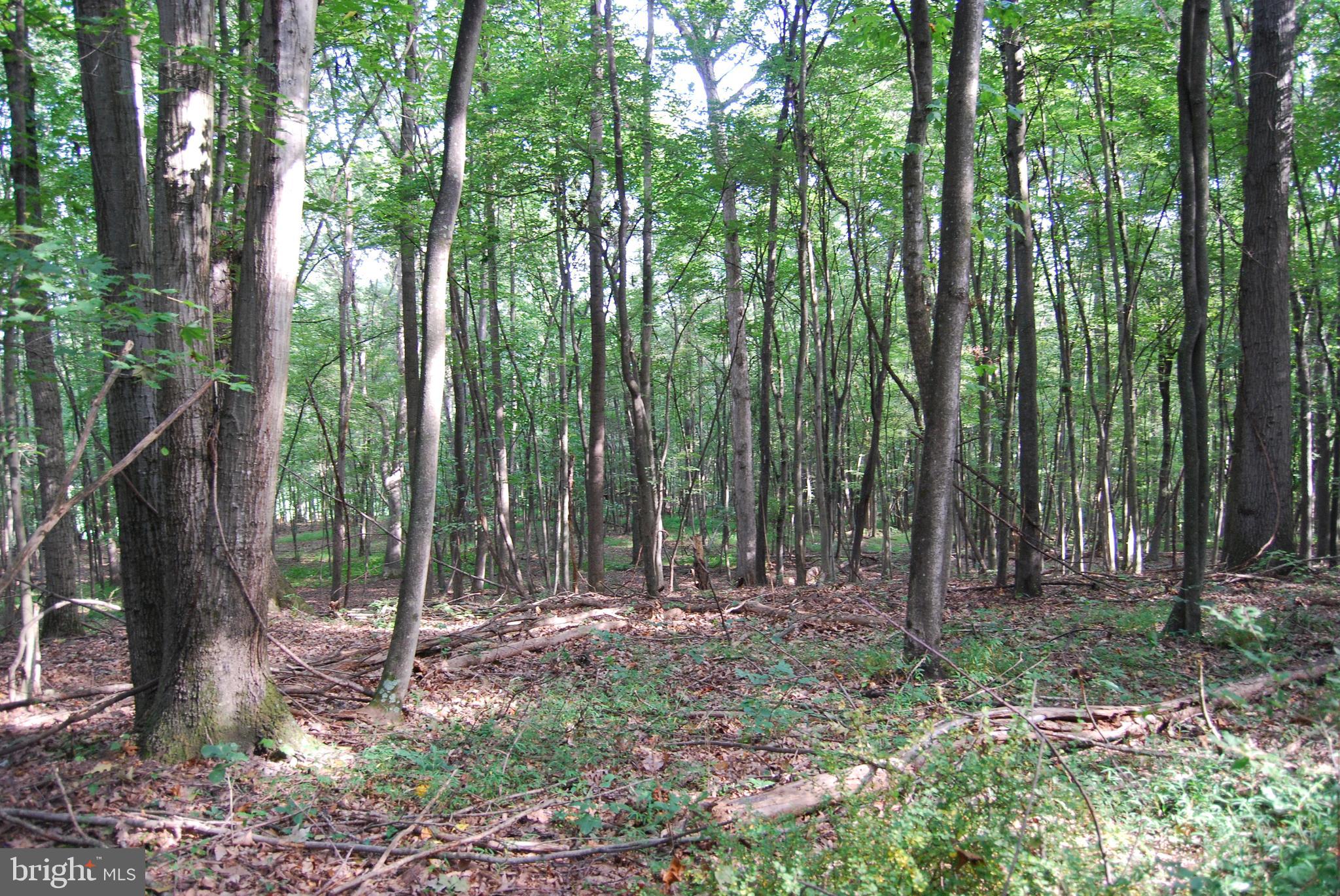 2251 Householder Road Hedgesville, WV 25427 - Photo 49 of 65 a backyard of a house with lots of green space and chair