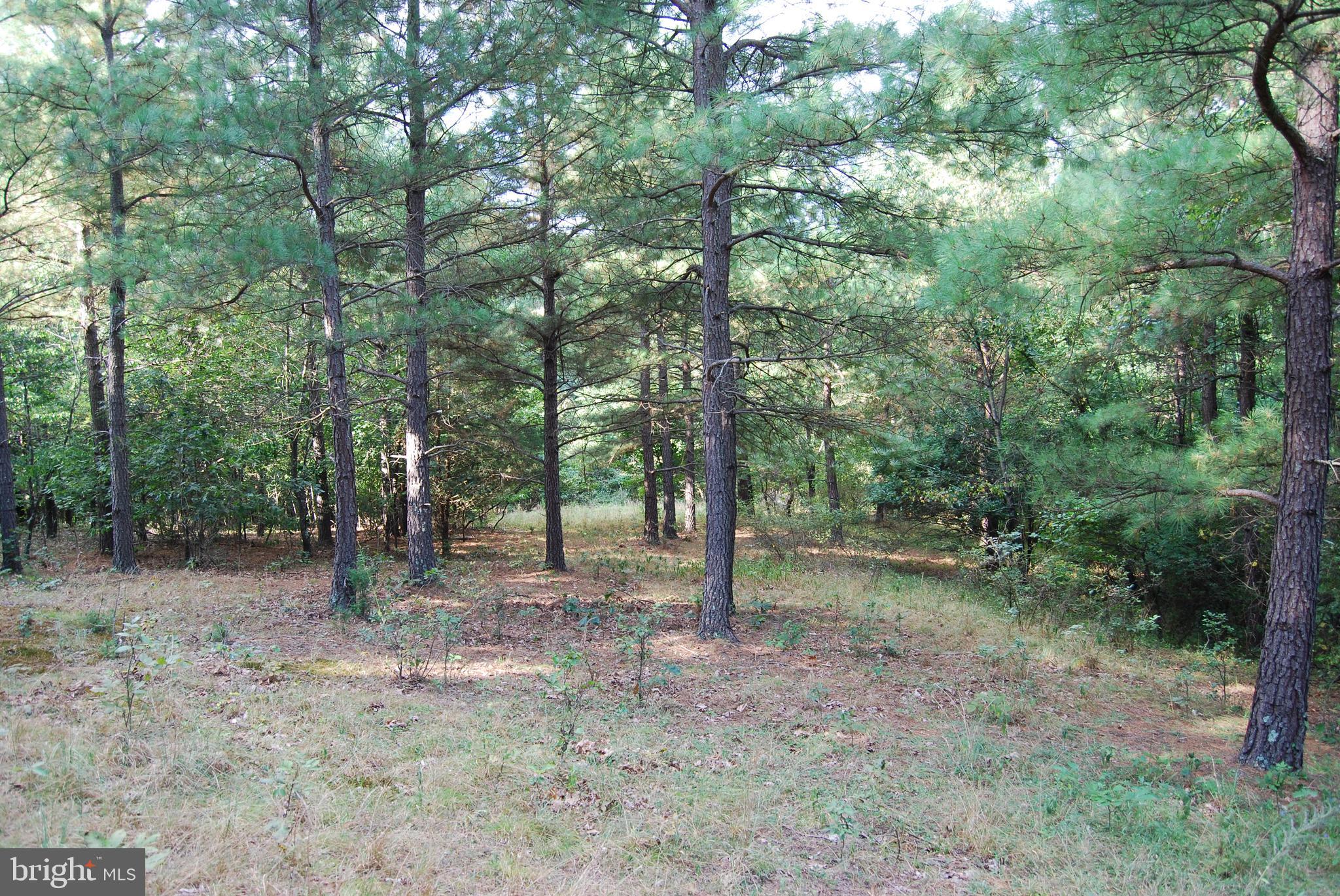 2251 Householder Road Hedgesville, WV 25427 - Photo 50 of 65 a view of a forest with trees in the background