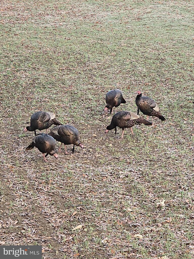 2251 Householder Road Hedgesville, WV 25427 - Photo 51 of 65