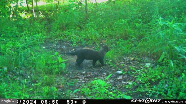 2251 Householder Road Hedgesville, WV 25427 - Photo 55 of 65 a backyard of a house with lots of green space