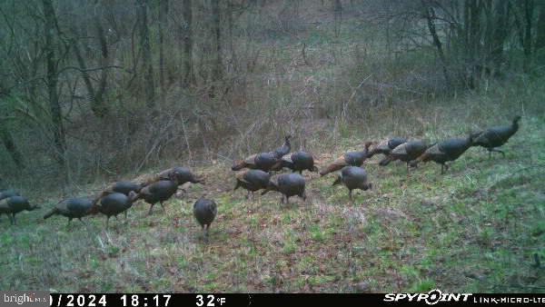 2251 Householder Road Hedgesville, WV 25427 - Photo 56 of 65 a view of a bunch of trees and bushes