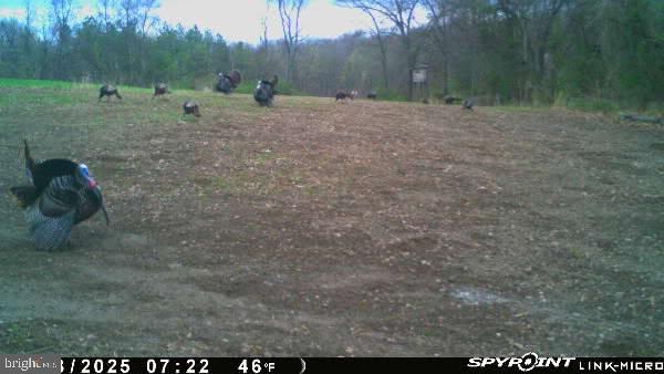 2251 Householder Road Hedgesville, WV 25427 - Photo 61 of 65 a view of outdoor space with trees all around