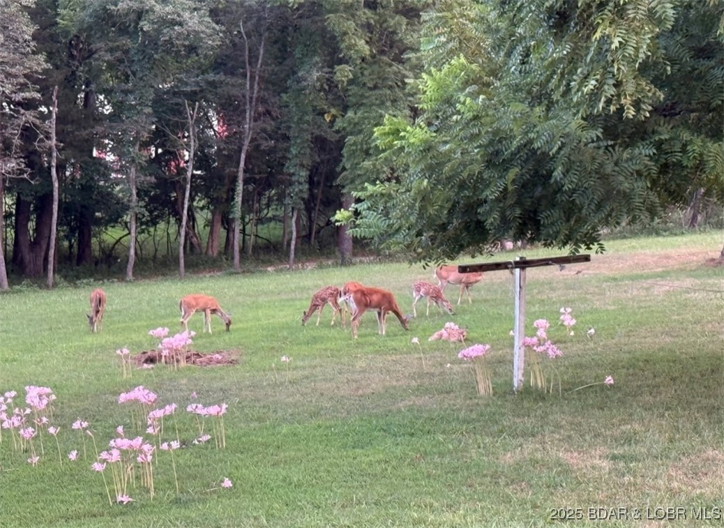30293 Autumn Road Gravois Mills, MO 65037 - Photo 58 of 59