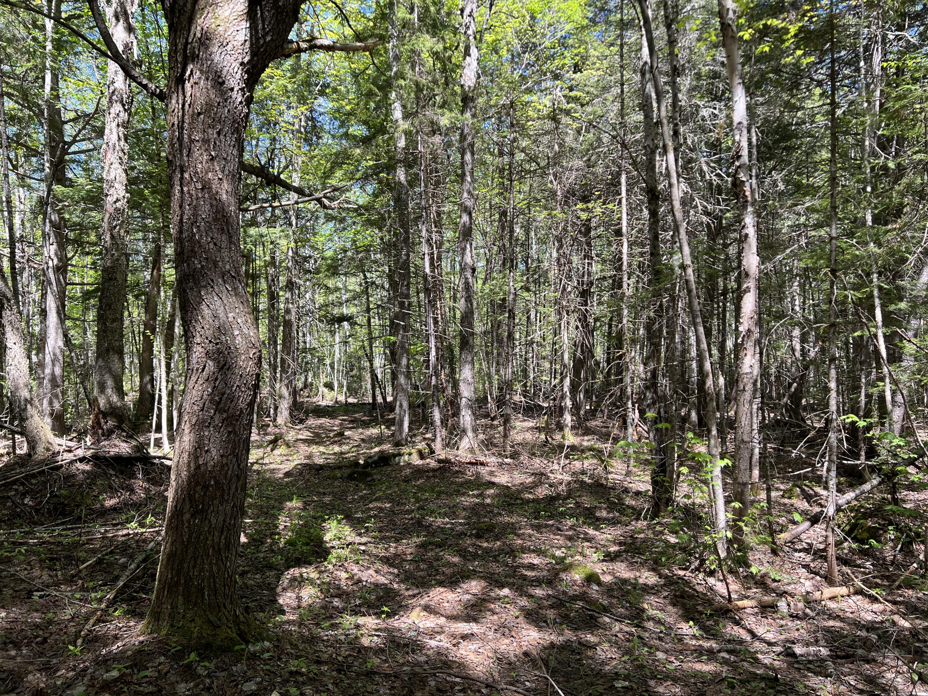 Lot 30 Mountain Road Linneus, ME 04730 - Photo 14 of 24 FB197600-8882-4CAC-8226-7341A868E2C9