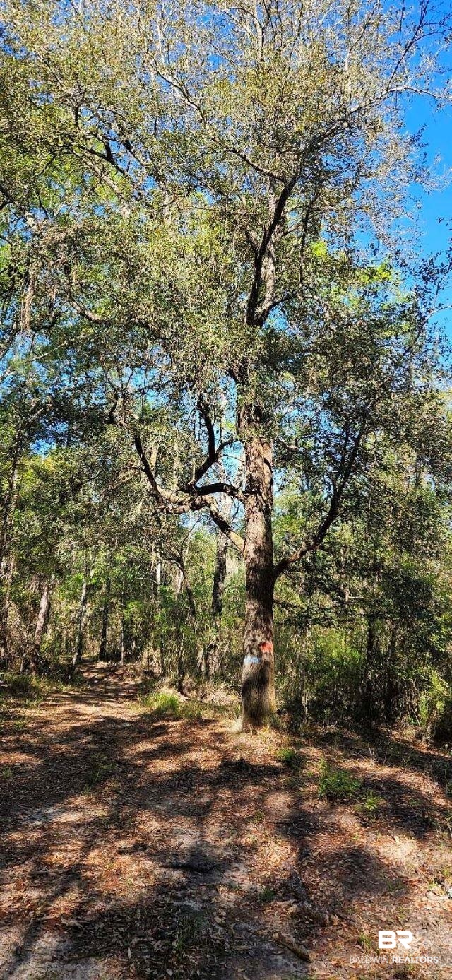27861 New Hope Church Road Robertsdale, AL 36567 - Photo 22 of 29 View of local wilderness