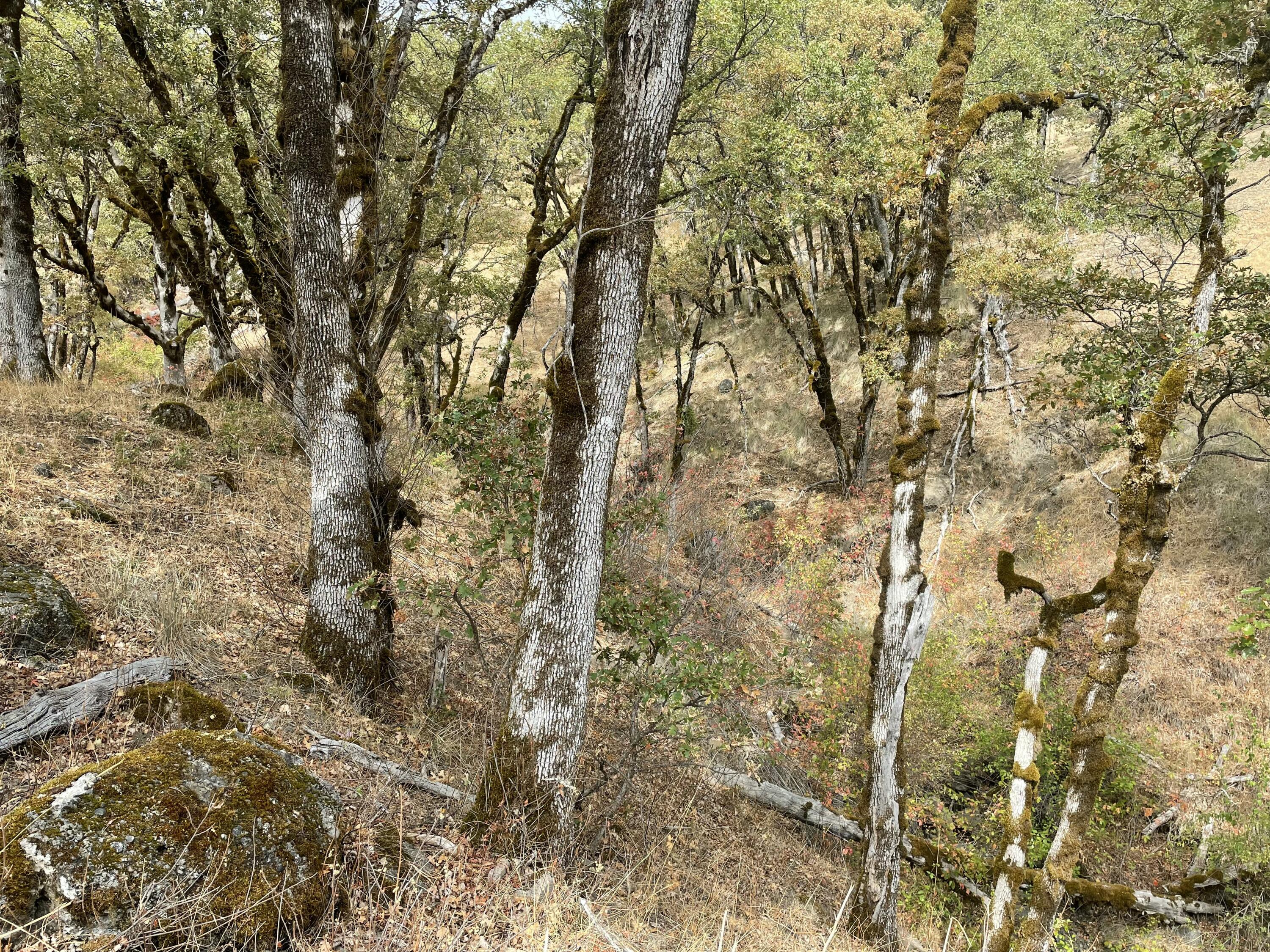 40-acres 40-acres Ridge Road Mad River, CA 95526 - Photo 18 of 28