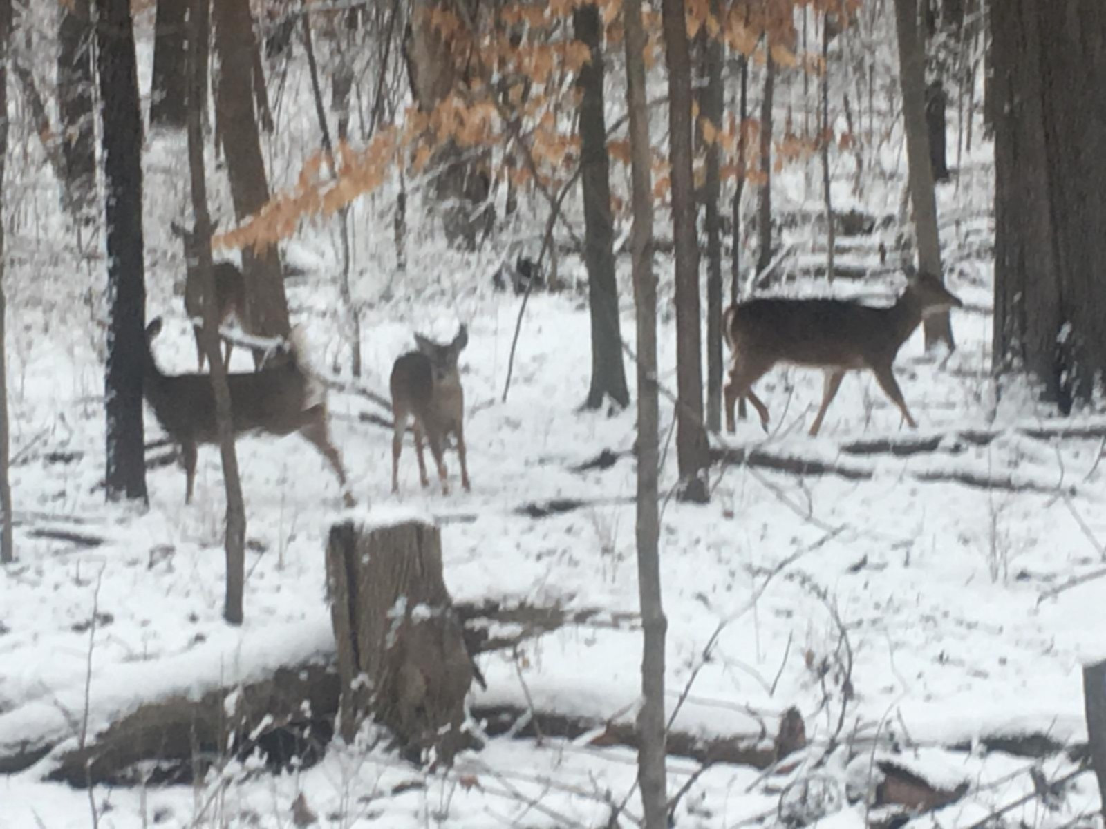 1717 Harrah Road Niles, MI 49120 - Photo 70 of 73 Deer close up