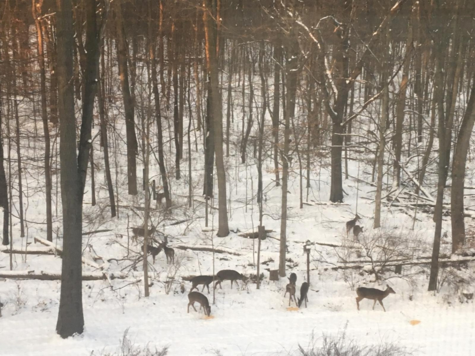 1717 Harrah Road Niles, MI 49120 - Photo 71 of 73 Deer in the yard