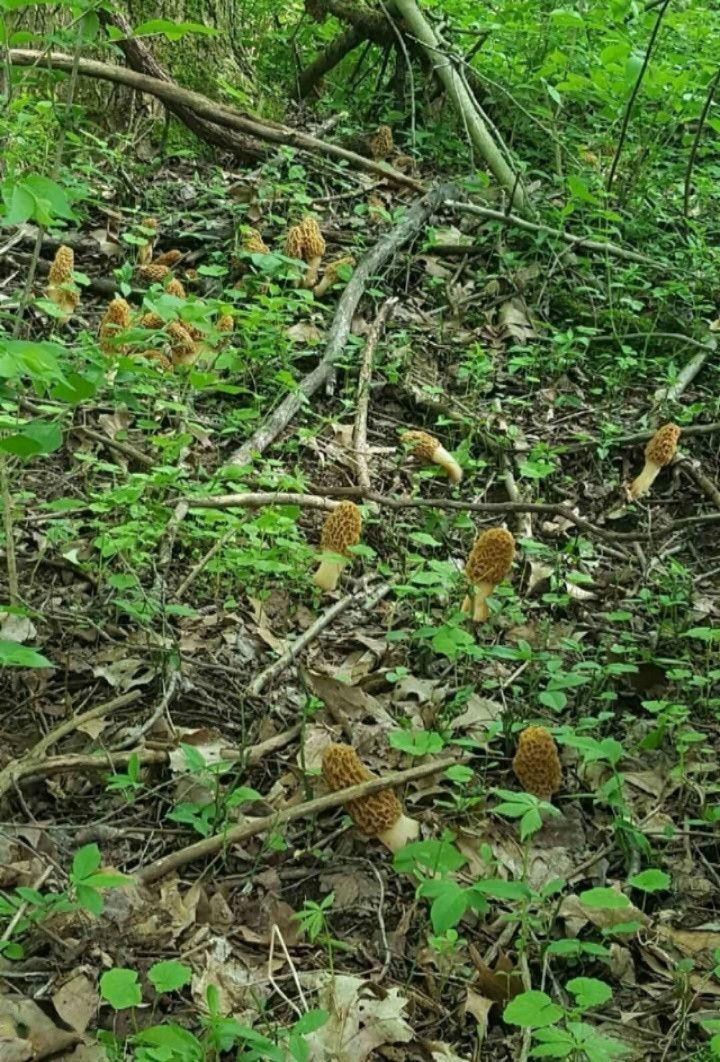 1717 Harrah Road Niles, MI 49120 - Photo 72 of 73 Morel Mushrooms